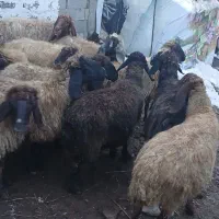 گوسفند اصل کوردی