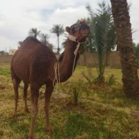 شتر ماده در بافق|حیوانات مزرعه|بافق, |دیوار