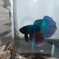 ماهی فایتر|ماهی|سنندج, |دیوار