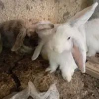 خرگوش ۵۰ روزه
