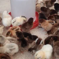 جوجه محلی مرغ و خروس رسمی گلپایگان