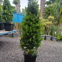 یاس جعبه ۴۰