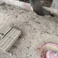 3عدد طاووس از لانه اش فرار کرده|حیوانات|مراغه, |دیوار