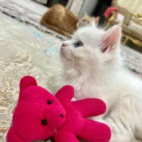 گربه