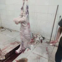 کهره فروشی خالدین|حیوانات مزرعه|قشم, |دیوار