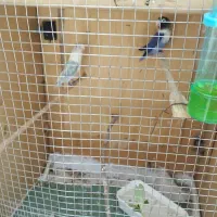 طوطی برزیلی