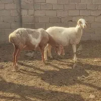 میش چینی درجه یک