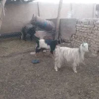 3 راس بزغاله ماده عالی|حیوانات مزرعه|جوادآباد, |دیوار