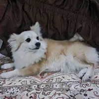 سگ پامر روباهی|سگ|بندر ماهشهر, |دیوار