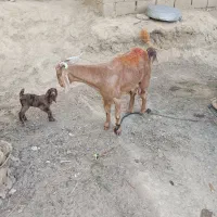 بز بربری با بزغاله ماده