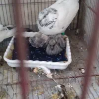 کله دم سبز|پرنده|پیر سلیمان, |دیوار