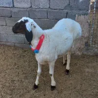 بره نر تخمی و چبوش|حیوانات مزرعه|آیسک, |دیوار