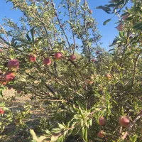 نقد و اقساط باغ شهری|فروش دفتر صنعتی، کشاورزی، تجاری|شیراز, کودیان|دیوار