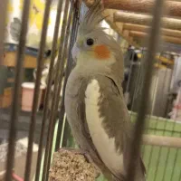 عروس هلندی سینامون نر|پرنده|پاکدشت, شهرک امام رضا|دیوار