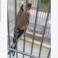 شاه تخم خاکی