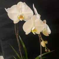 گل طبیعی ارکیده