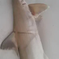 کولی تازه