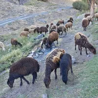 میش بره دار افشاری|حیوانات مزرعه|تربت‌حیدریه, بالا ولایت|دیوار