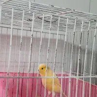 قناری|پرنده|محمدشهر, جعفرآباد|دیوار