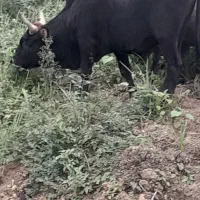 ورزا چالوسی دو ساله