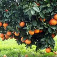 فروش زمین باغی روستای