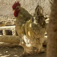 مرغ برهما|حیوانات مزرعه|سوسنگرد, |دیوار