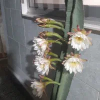 کاکتوس