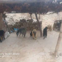 فروش گوسفند|حیوانات مزرعه|چاروسا, |دیوار