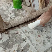 کبوتر|پرنده|شیروان (خراسان), |دیوار