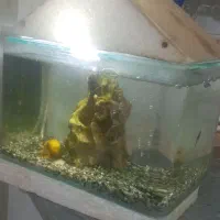 اکواریوم