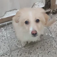 توله شیتزو ۵ماهه