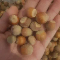 فندوق 450 کیلو
