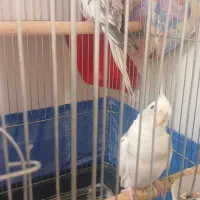 عروس هلندی  سالم  نر وماده به فوروش  می‌رسد