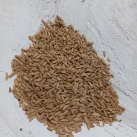 گندم بذری