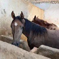 فروش دو عدد اسب