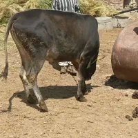گاو جوان قربانی