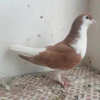 کبوتر|پرنده|مشهد, وکیل‌آباد|دیوار