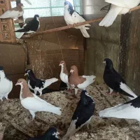 دسته شهری|پرنده|شیراز, شهرک قمشه|دیوار