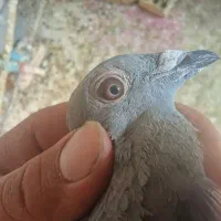 کفتر جان آردن اصل