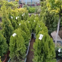 کامیس زعفرانی