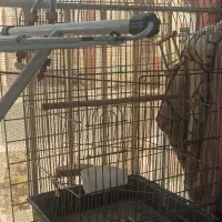 قفس|لوازم جانبی حیوانات|پرند, فاز ۵|دیوار