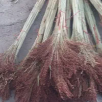 جارو ذراتی