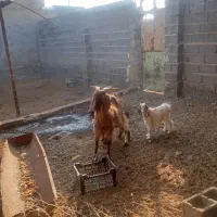 بز هیکلی دو کهره ای جوان|حیوانات مزرعه|سعدآباد, |دیوار