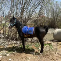 اسب اصیل کوردی|اسب و تجهیزات اسب‌سواری|سیلوانه, |دیوار