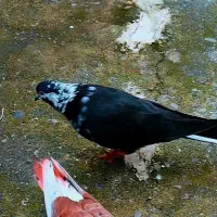 کبوتر کفتر گمشده|پرنده|بندر انزلی, متروپل|دیوار