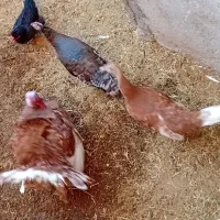 بقلمون  نژاد بوربورون/معاوضه با مرغ تخم گذار