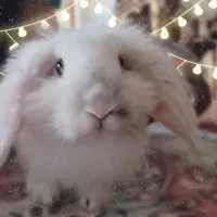 خرگوش لوپ رگ دار ۱۰۰/سالم . بریتیش خون کامل فوری