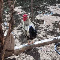 خروس قوقولی سرحال
