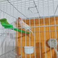 قناری ماتیکی مست خون