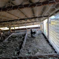 گلین|حیوانات مزرعه|خرم‌آباد (تنکابن), |دیوار